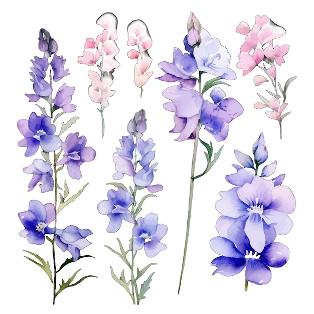 free larkspur cliparts