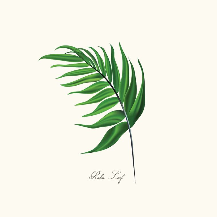 free leaf clipart 2024