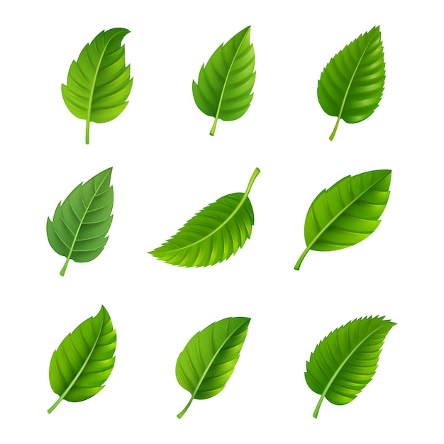 Leaf Images - Free Download on clipart library