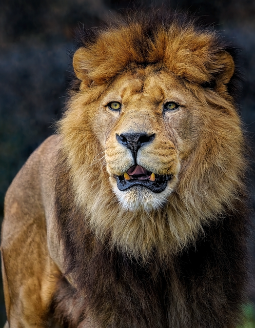 free lion images