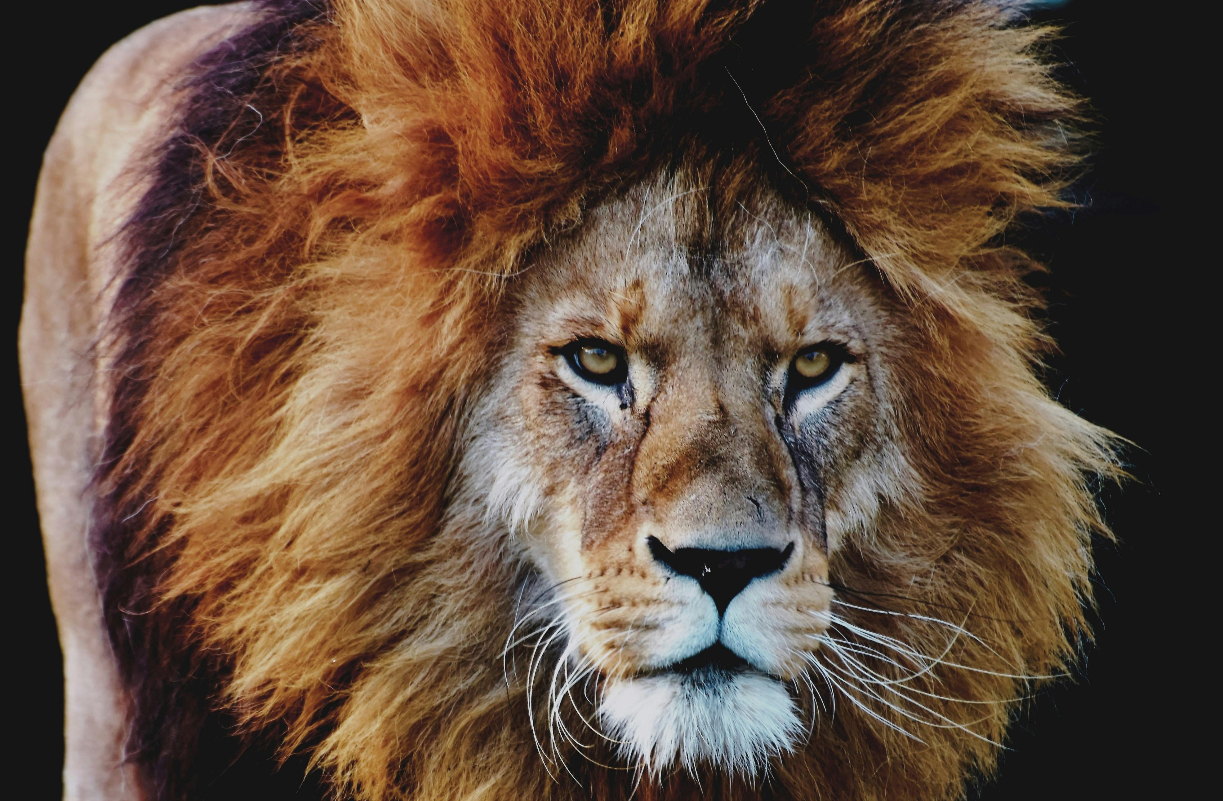 free lion images