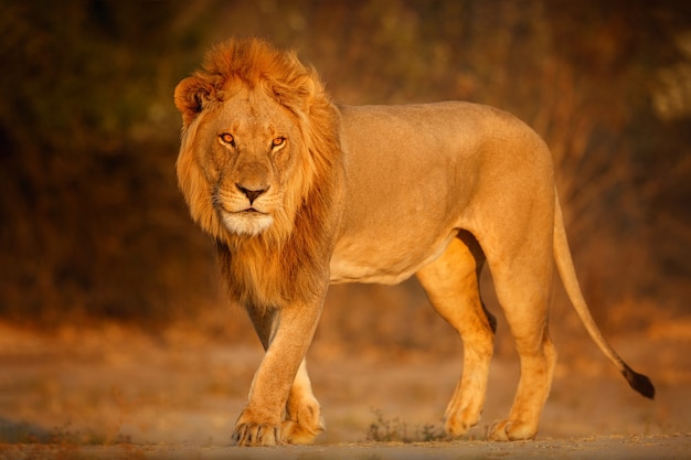 Lion Pictures | clipart library