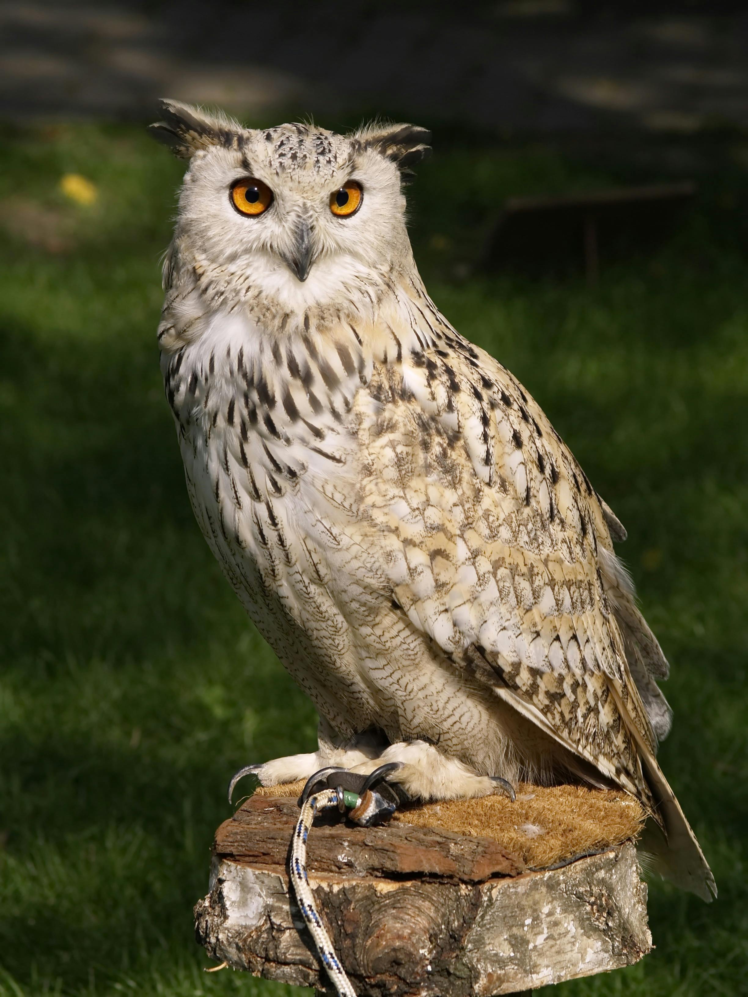 free owl pictures
