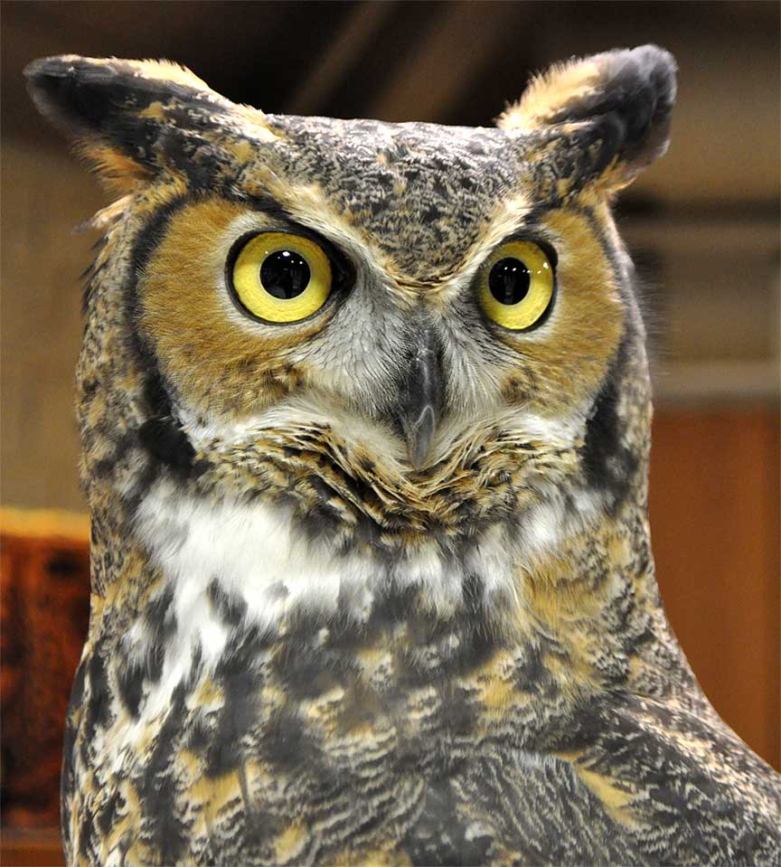free owl pictures