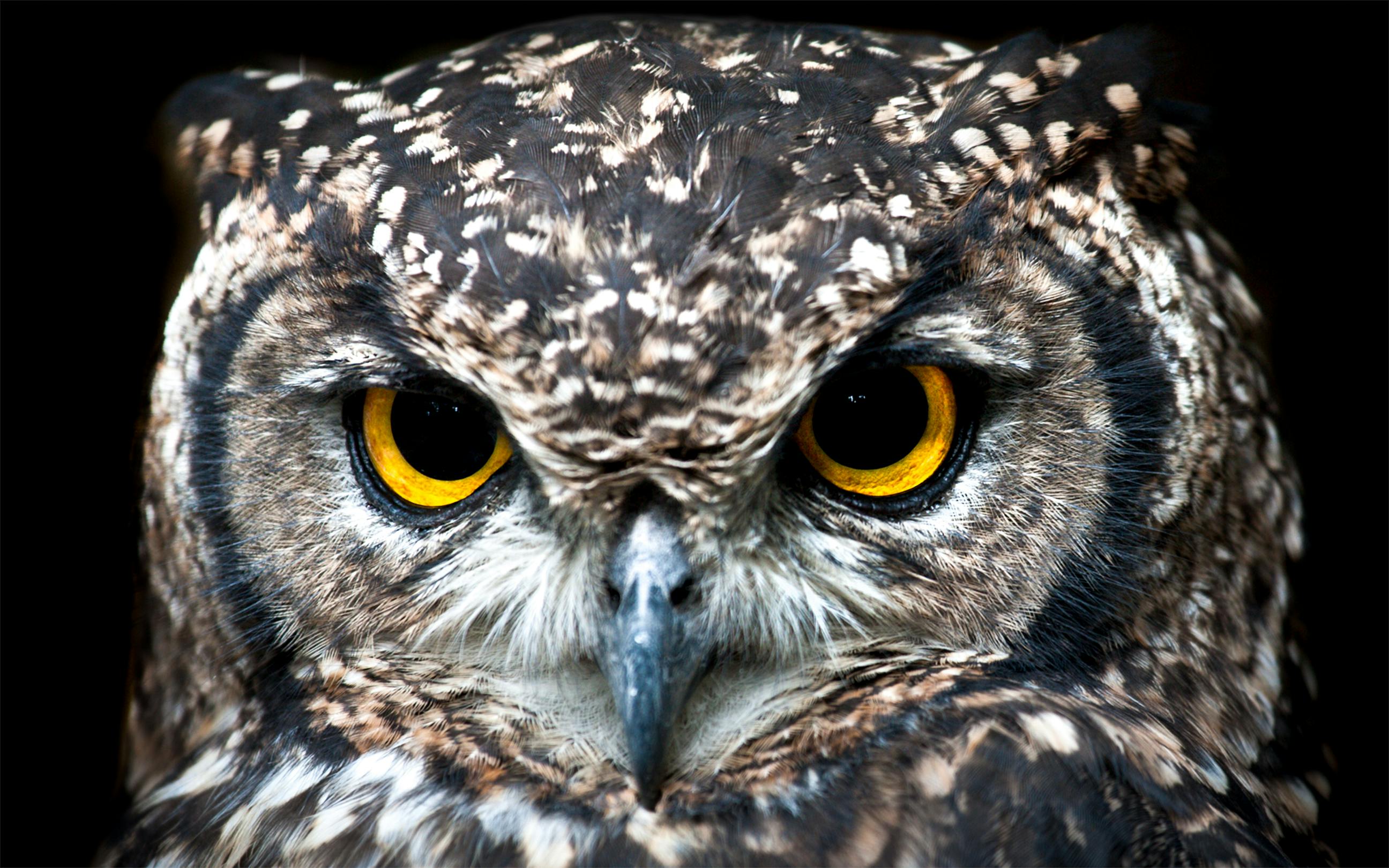 free owl pictures