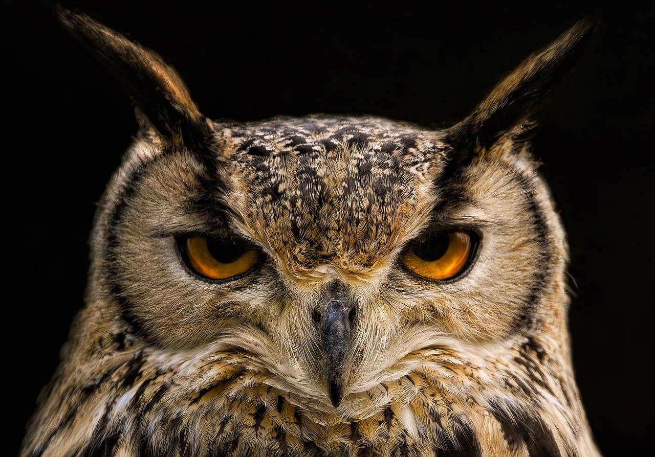 6,000+ Free The Owl &amp; Owl Images - Pixabay