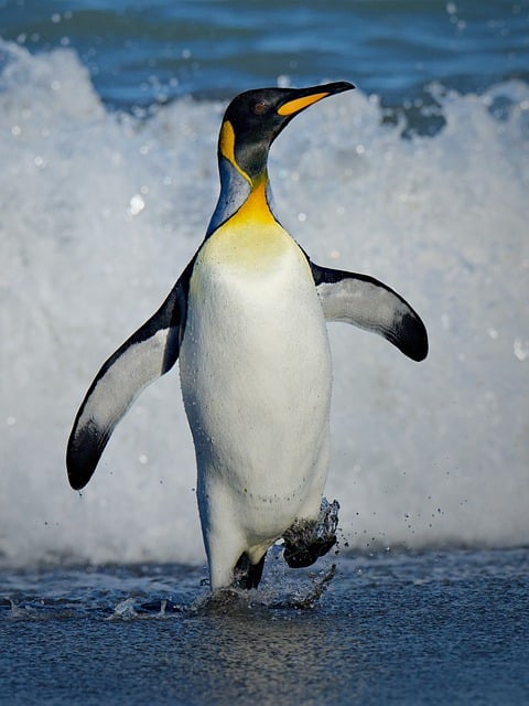 free penguin pictures