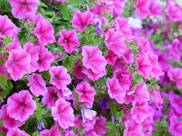 free petunias