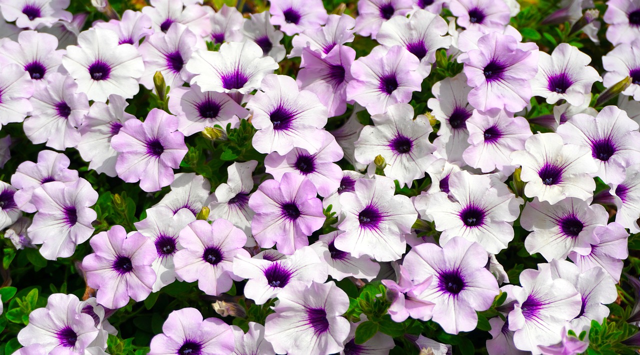 free petunias
