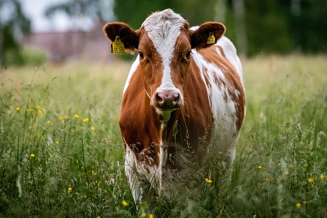 free pictures of cows