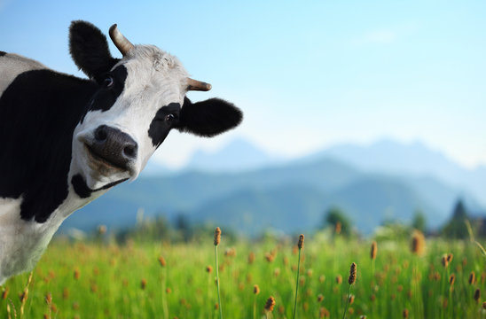 free pictures of cows