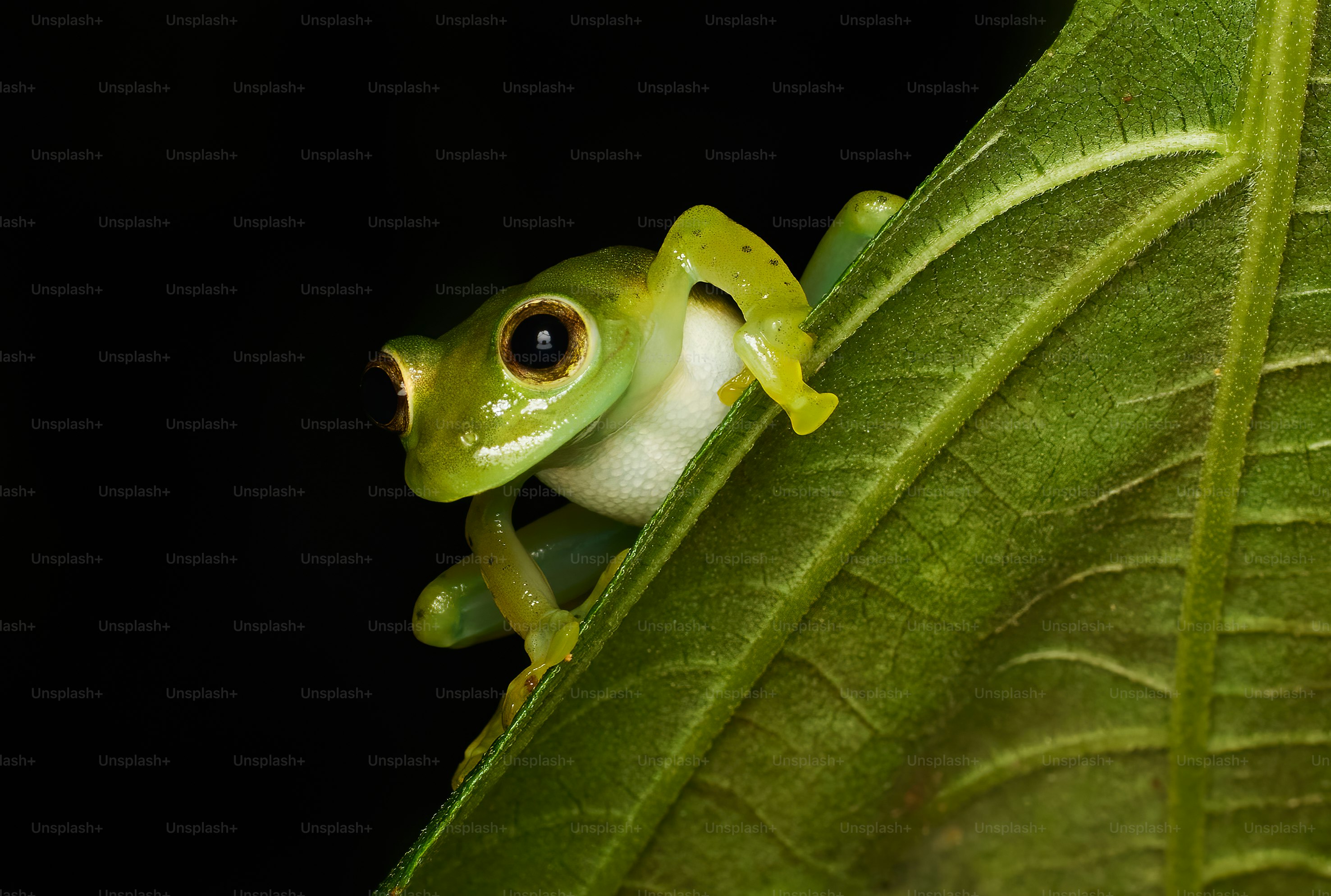 free pictures of frogs