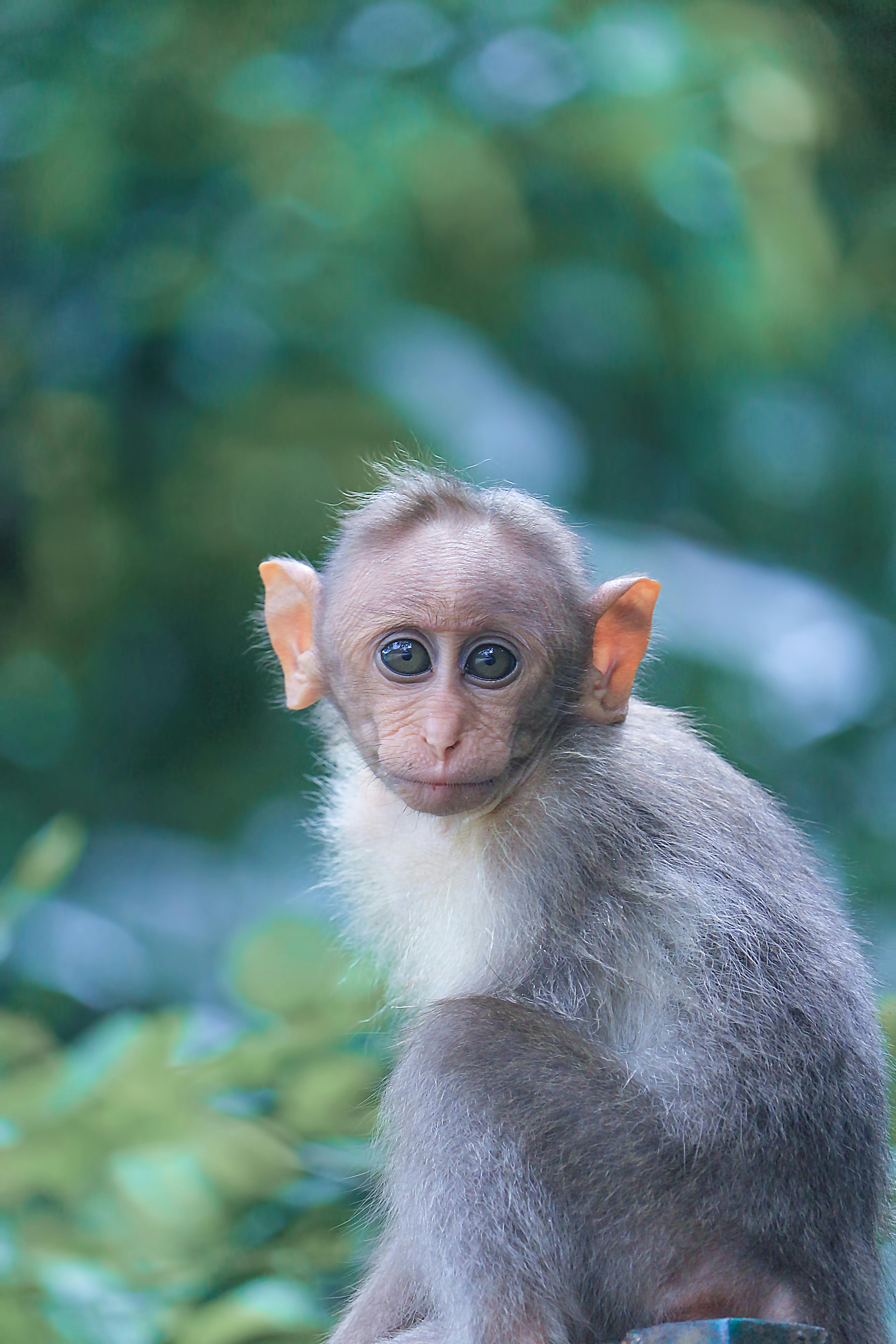 free pictures of monkeys
