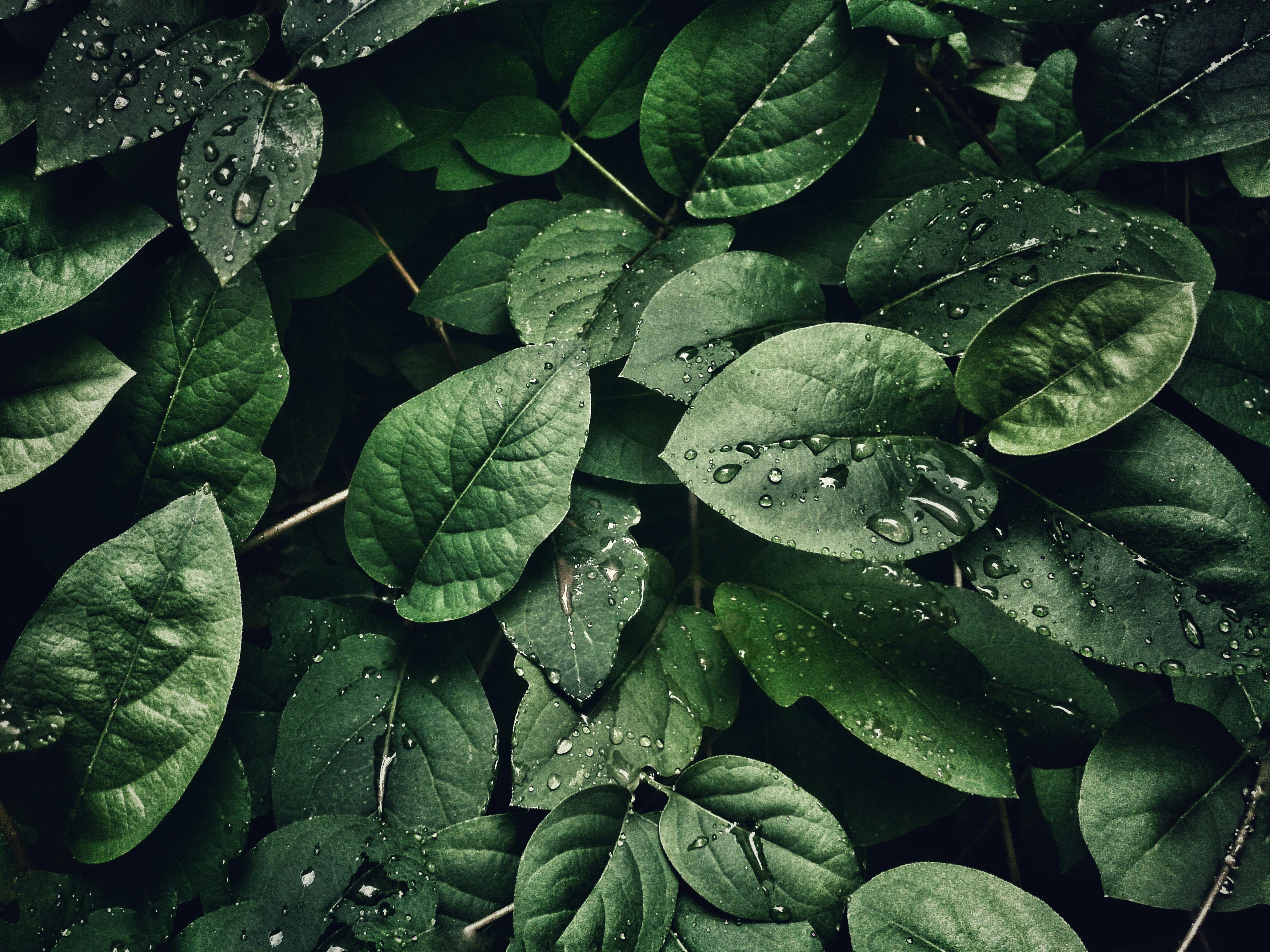 free pictures of plants