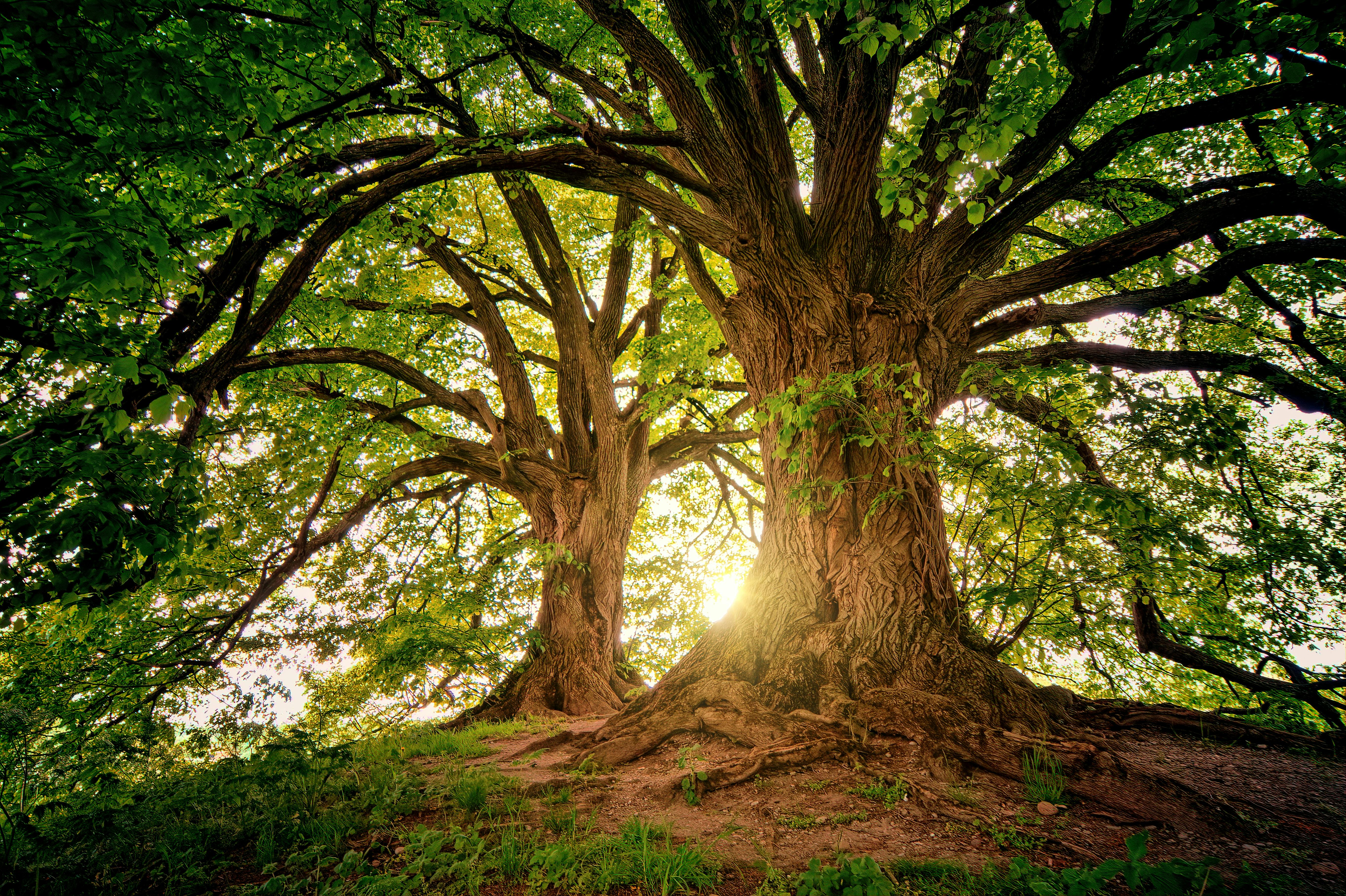 free pictures of trees