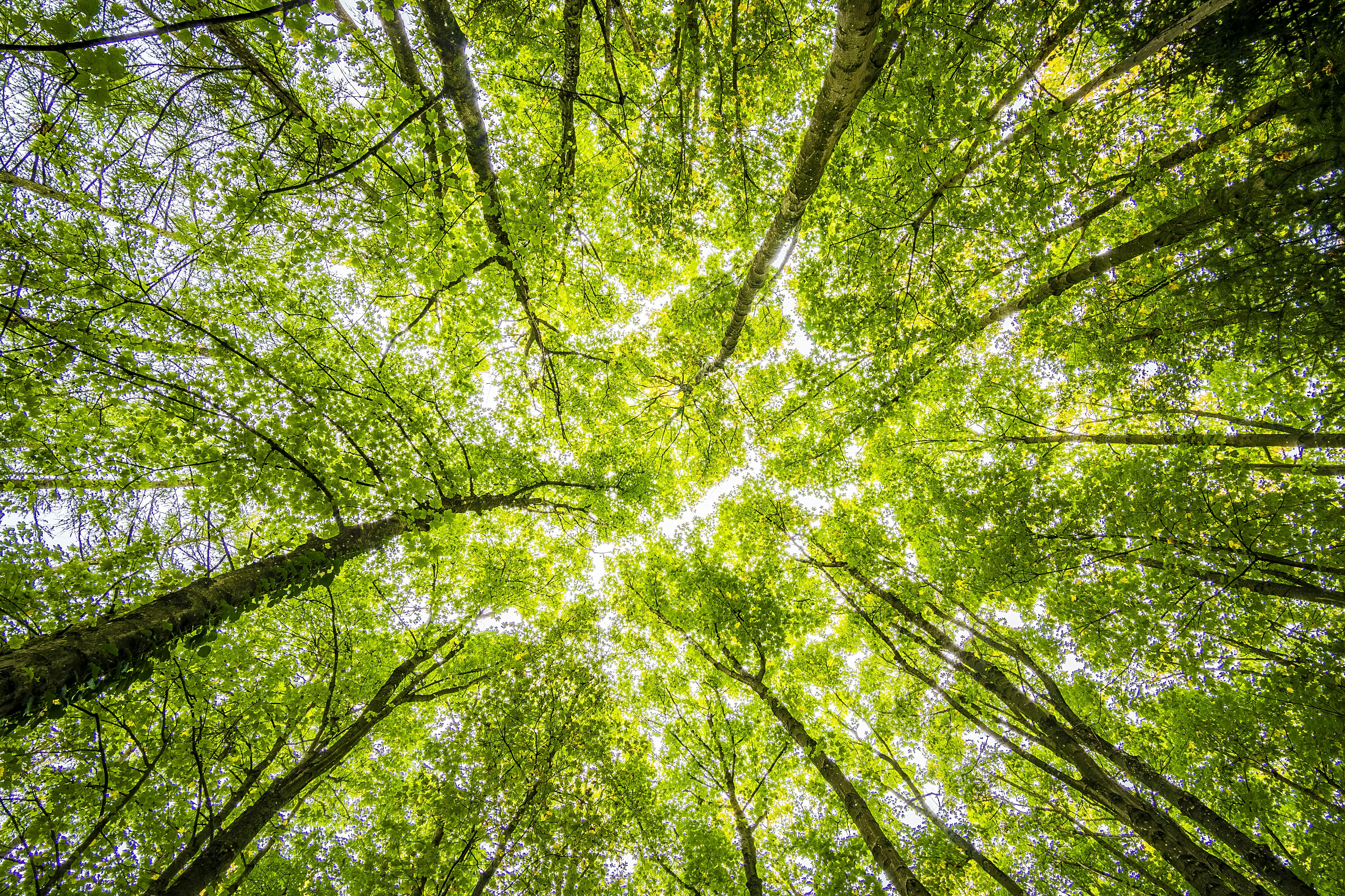 free pictures of trees