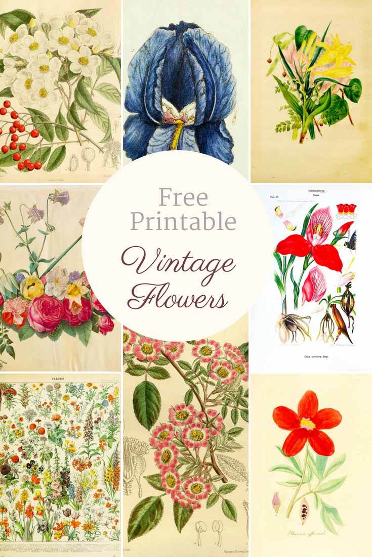free printable flower pictures