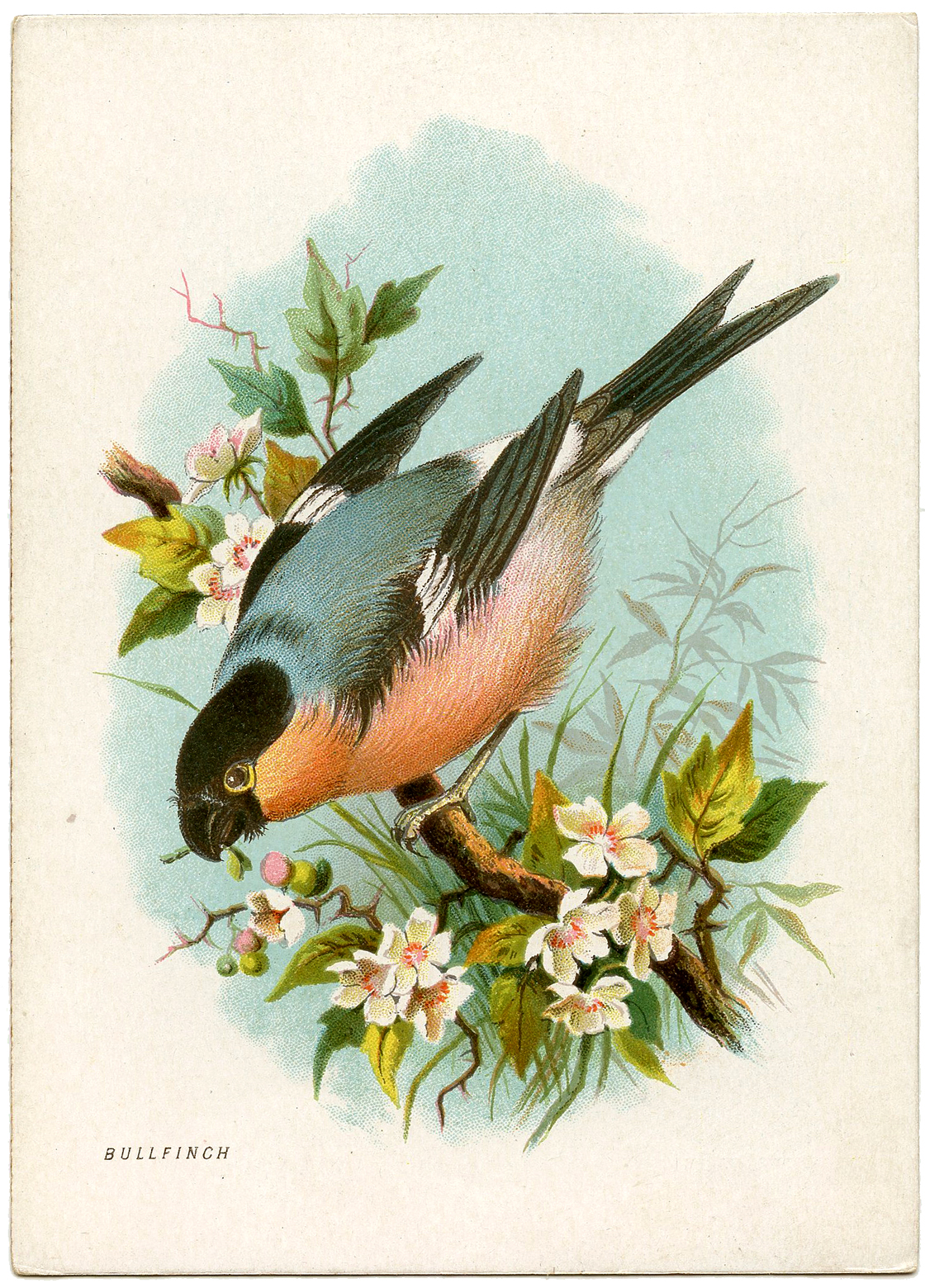free printable pictures of birds