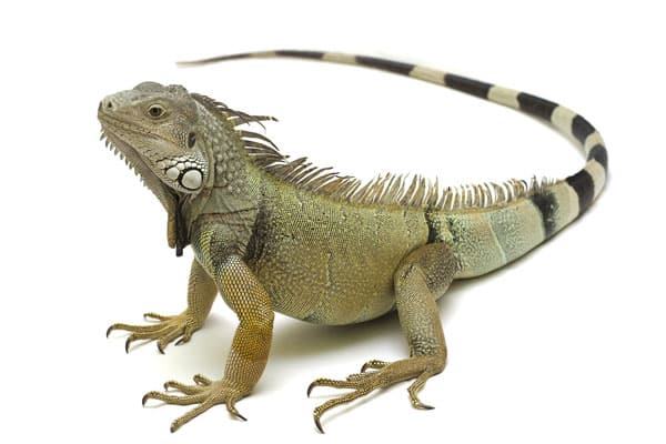 free reptiles