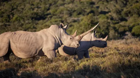 Conservationist group African Parks to free 2,000 rhinos from ...