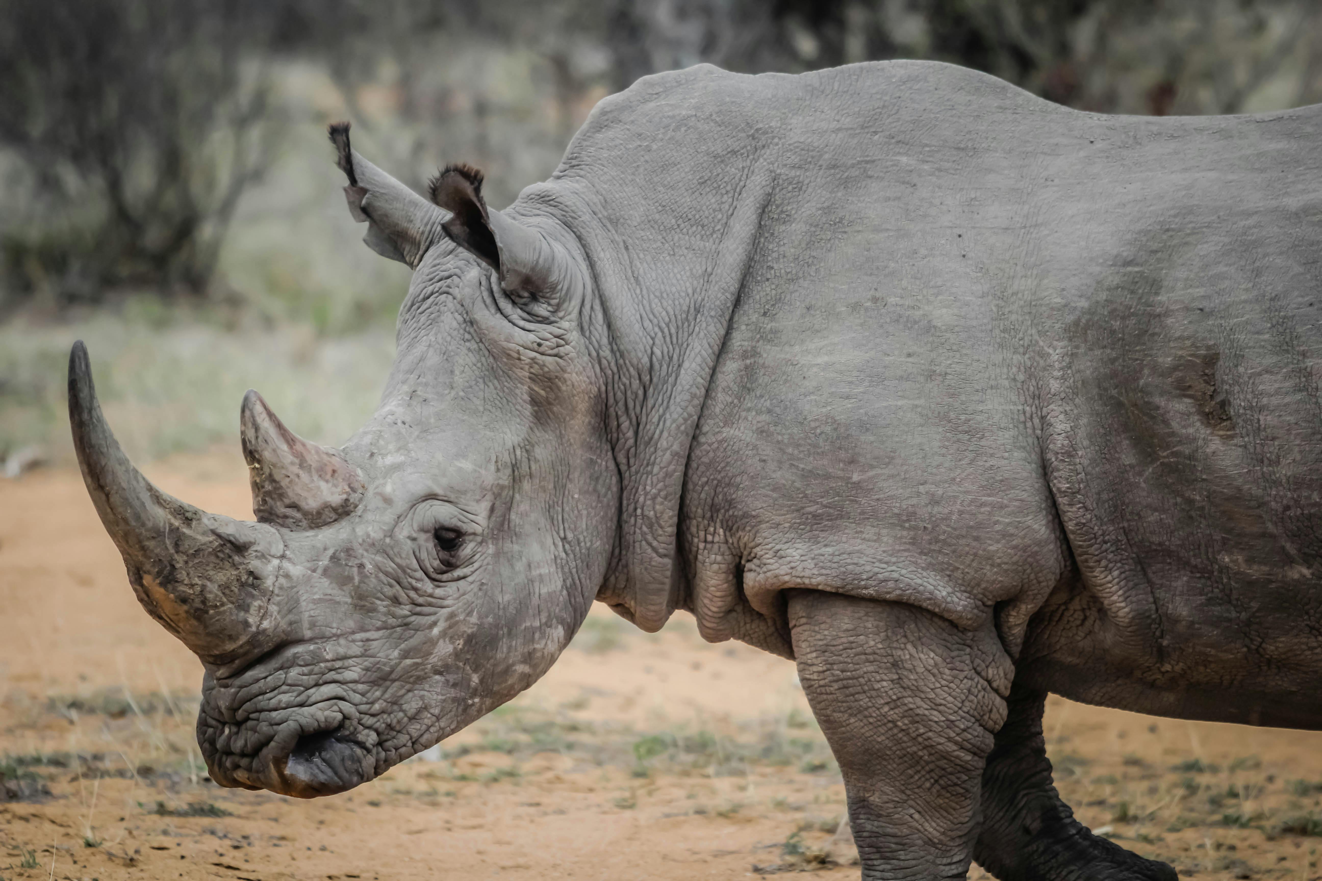 Rhino Photos, Download The BEST Free Rhino Stock Photos &amp; HD Images