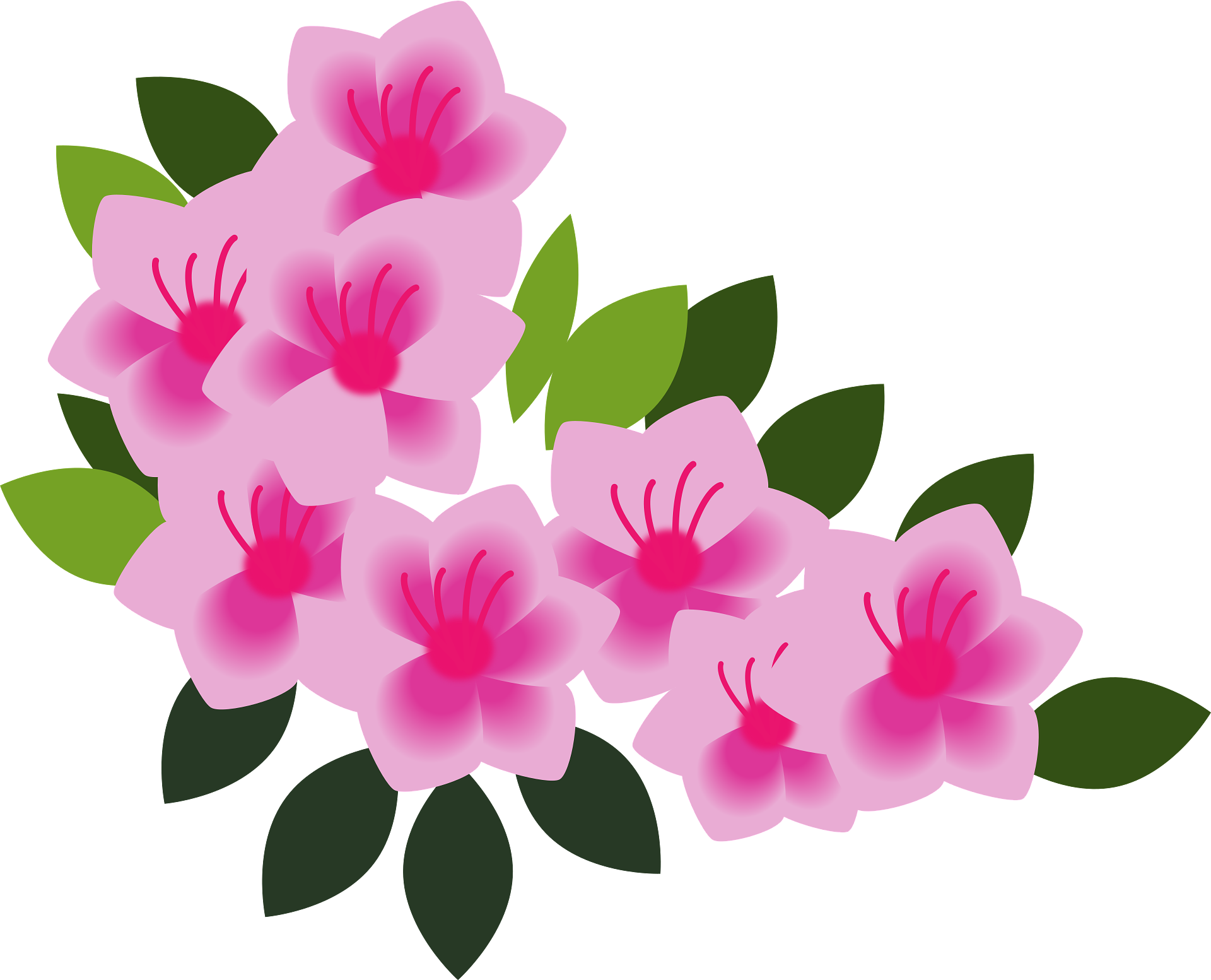 free rhododendron cliparts