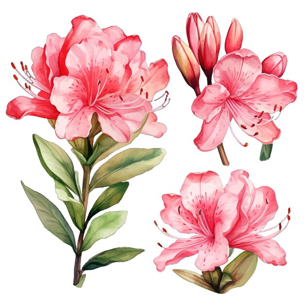 free rhododendron cliparts