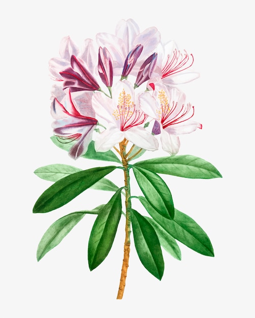 free rhododendron cliparts