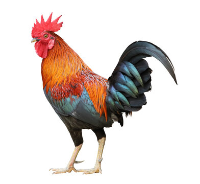 free rooster pictures