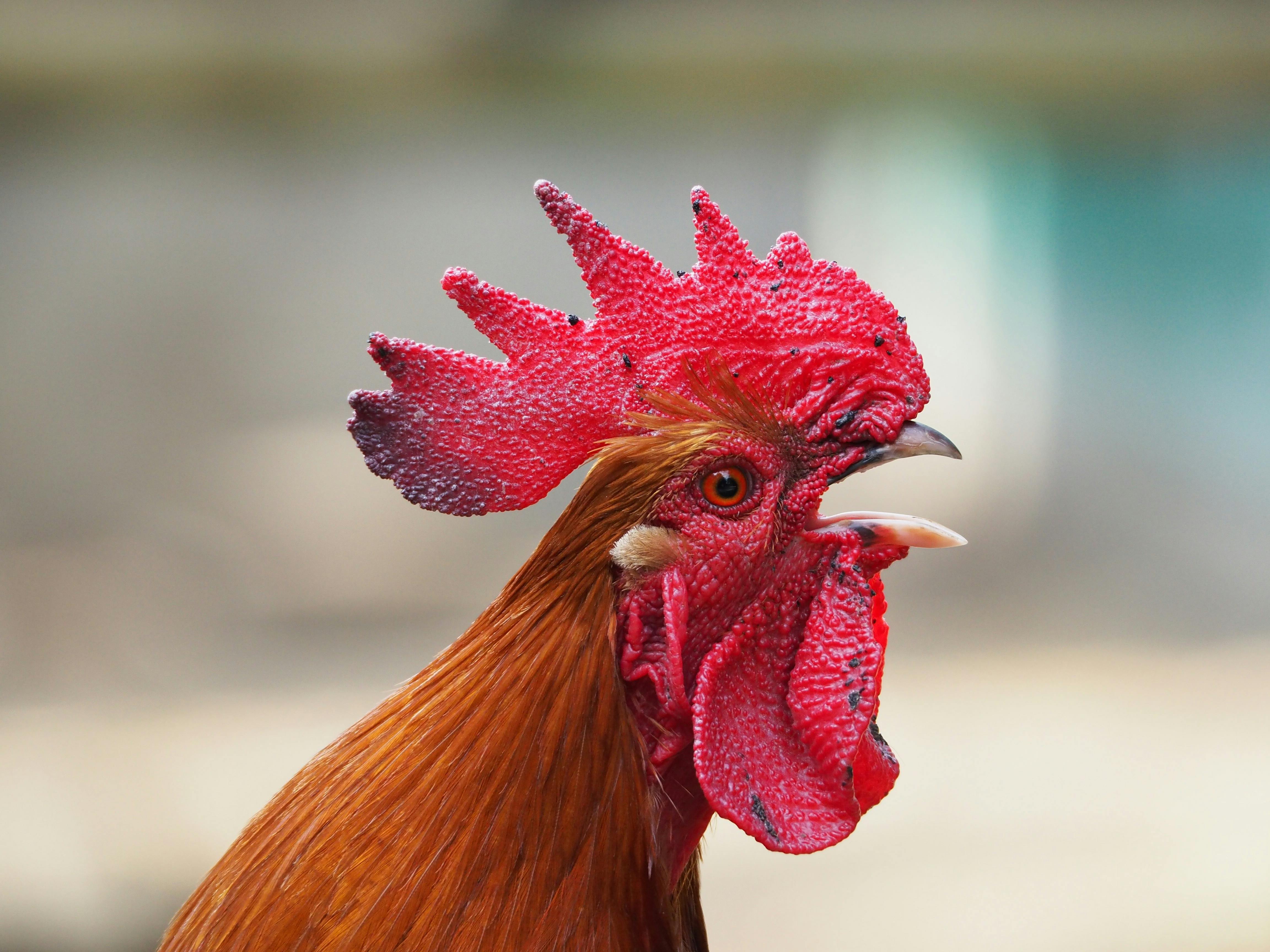 free rooster pictures