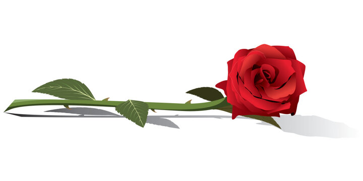 free rose clipart
