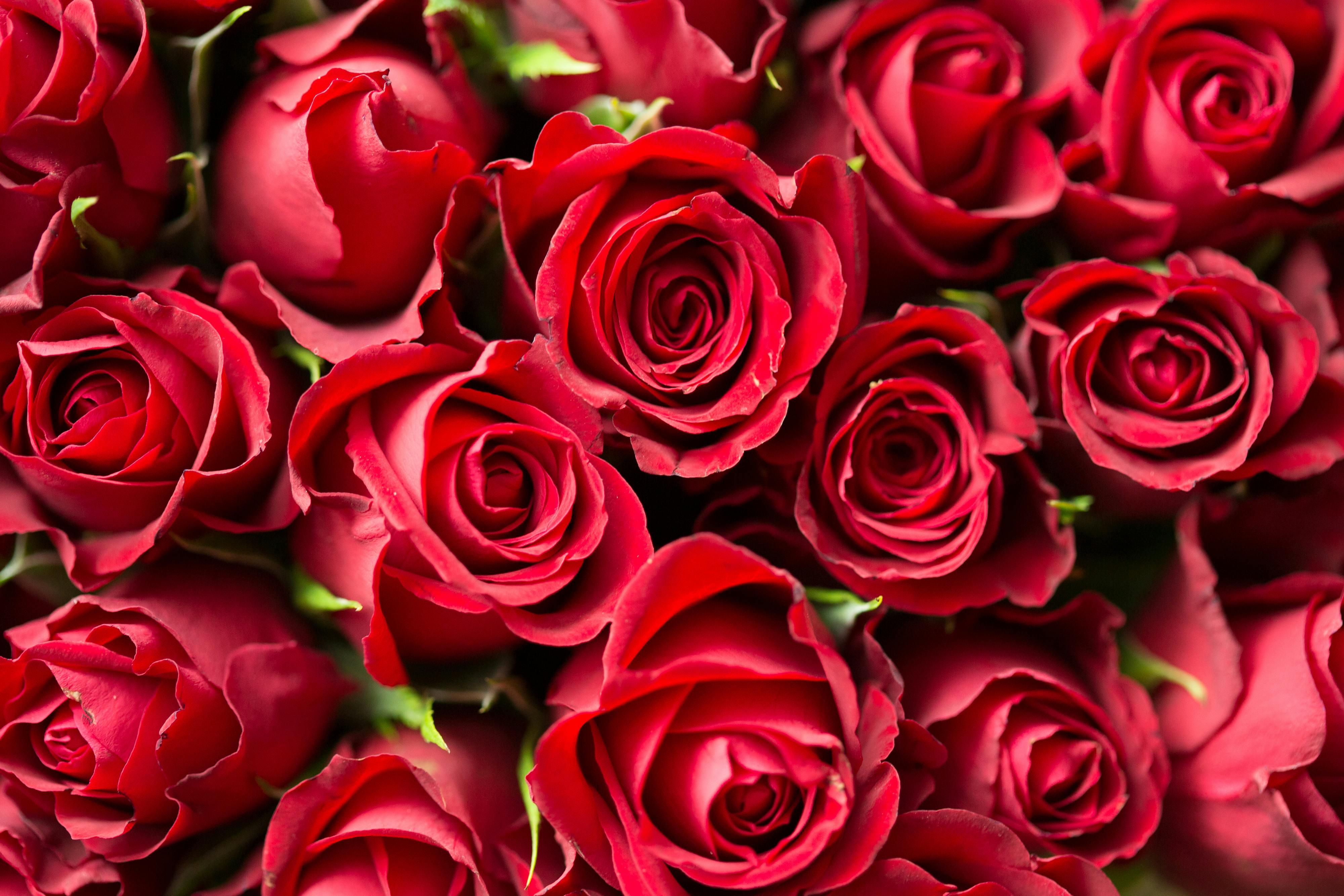 free rose images