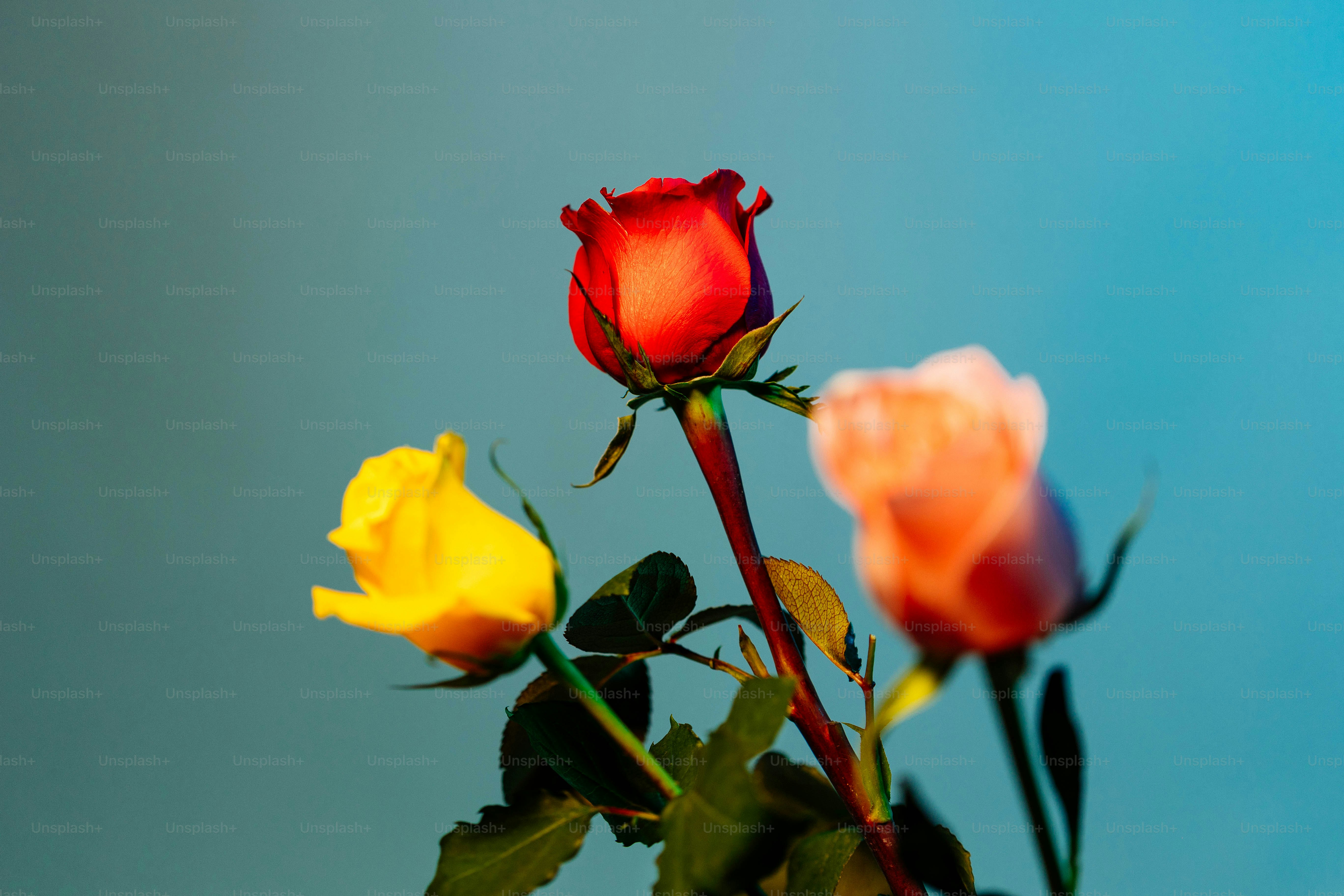 270+ Roses Images | Download Free Images on Unsplash