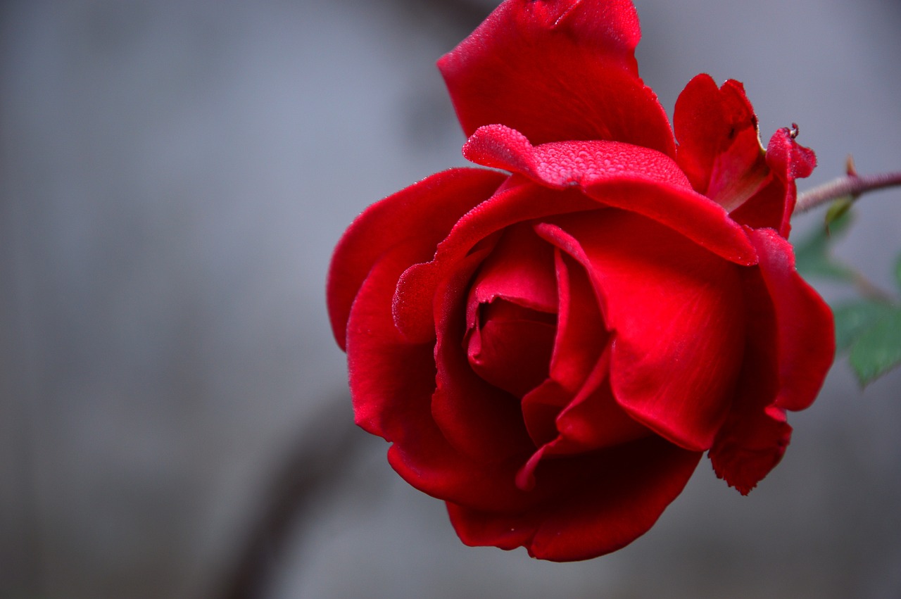 200,000+ Free Rose Bloom &amp; Rose Images - Pixabay