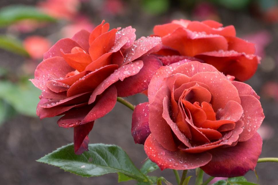 Free Stock Photo of Red Roses | Download Free Images and Free ...