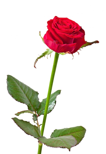Rose Png Images - Free Download on clipart library