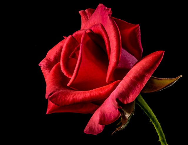 50.000+ kostenlose Rose und Blume-Bilder - Pixabay