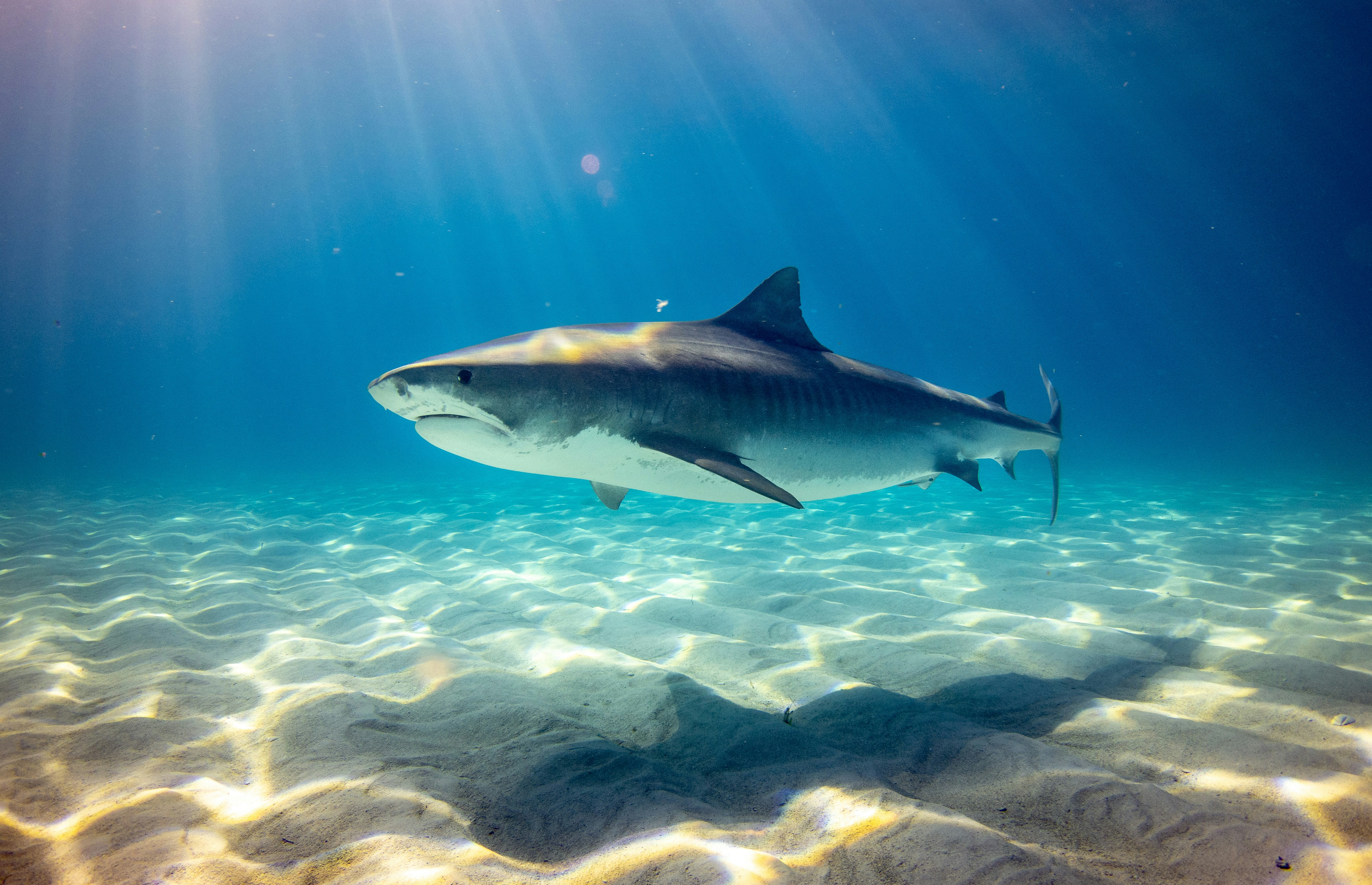 Shark Wallpapers: Free HD Download [500+ HQ] | Unsplash