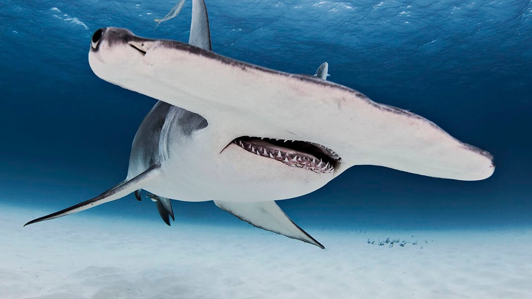 Join the Shark Free Coalition to protect oceans | Shark Free