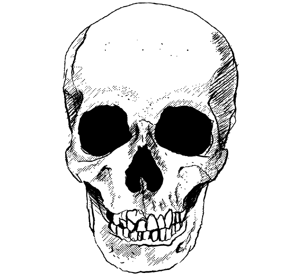 Kostenloser Vektor-Download von Vector Skull Free | FreeImages