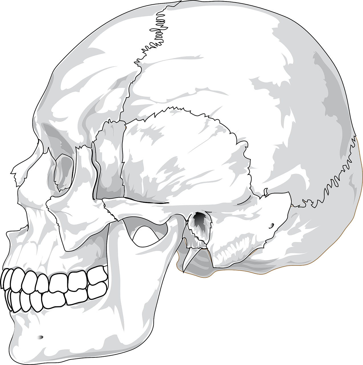 Over 800 Free Skull Vectors - Pixabay