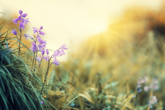 Spring into Action with Free HD Stock Photos &amp; Images | 100,000+ ...