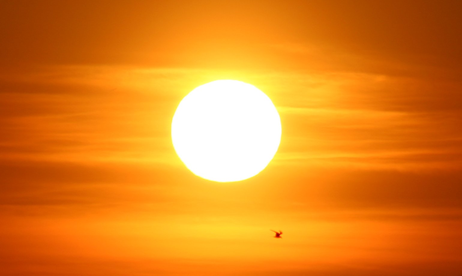 The Sun Free Photo Download | FreeImages