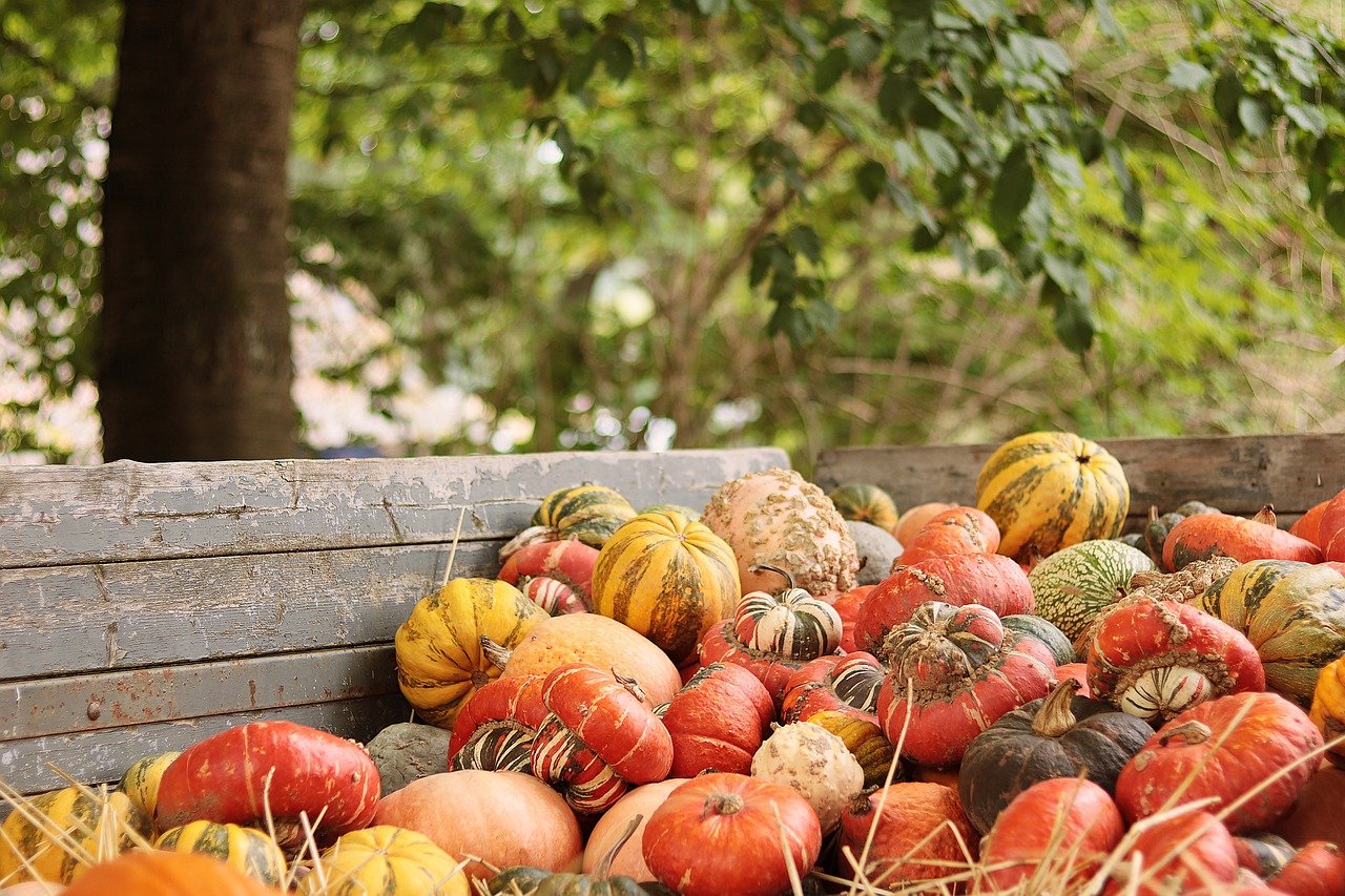 Thanksgiving Images Galore: Free HD Photos, Pictures, and More ...