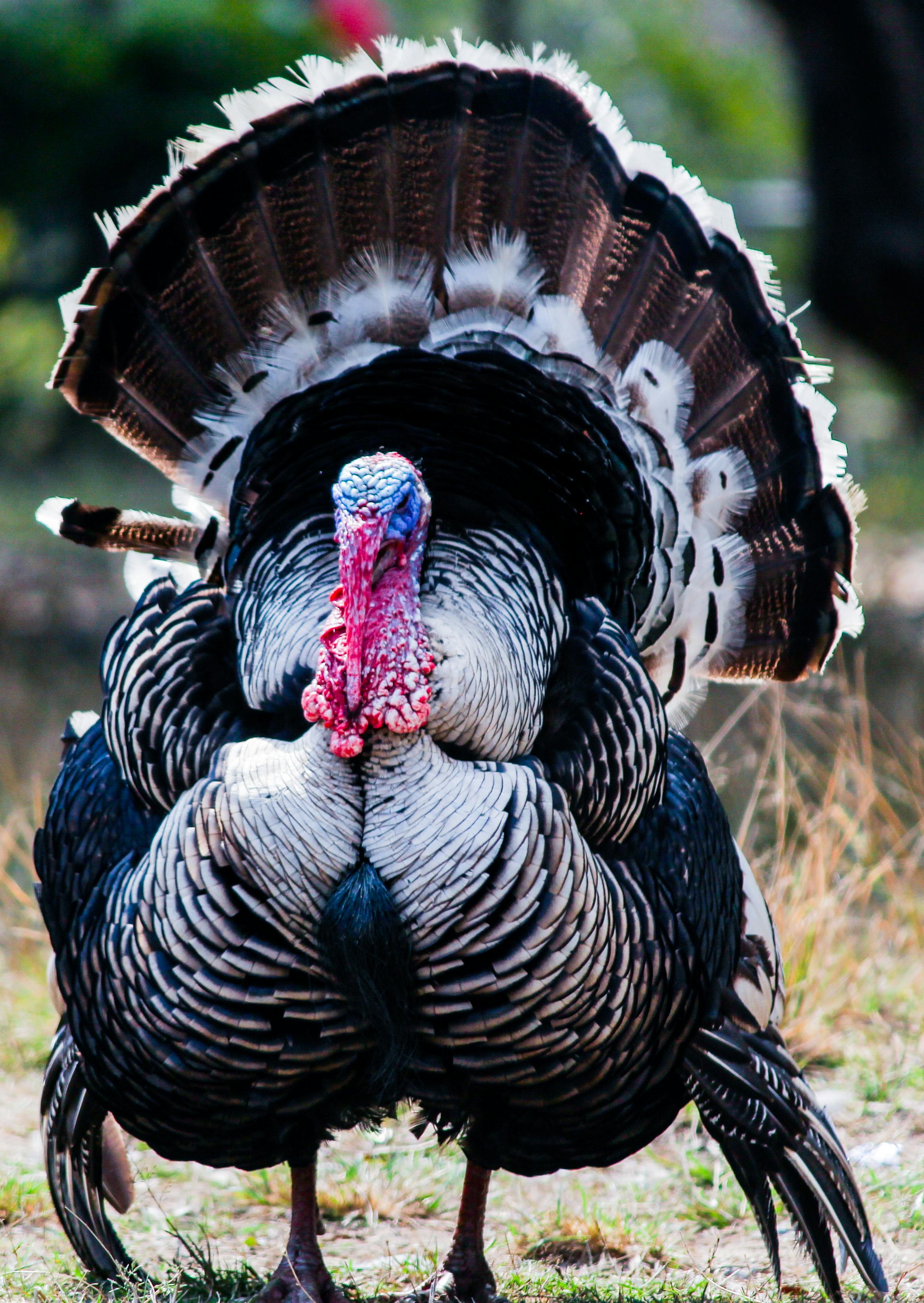 Turkey Photos, Download The BEST Free Turkey Stock Photos &amp; HD Images