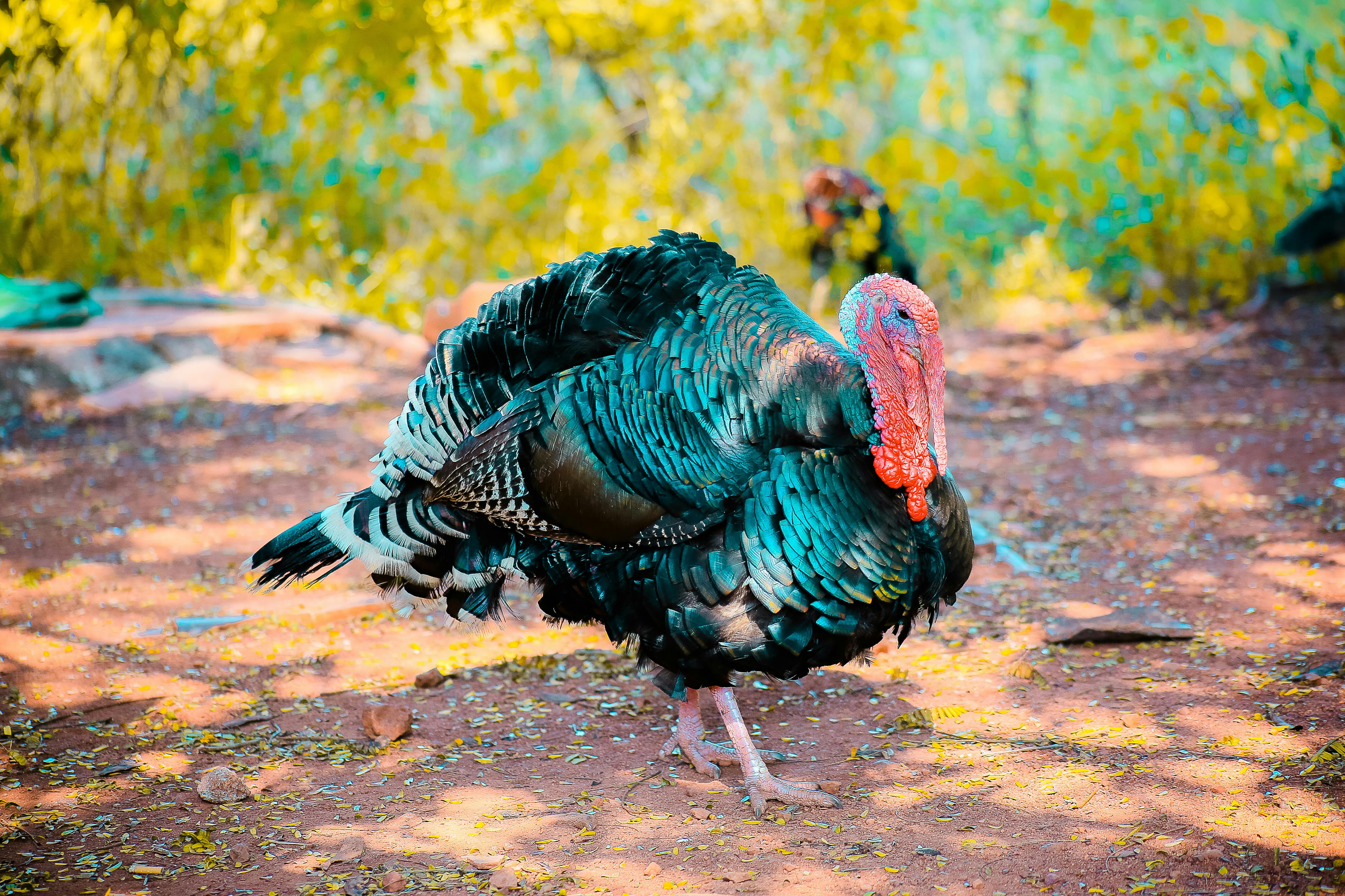 Turkey Photos, Download The BEST Free Turkey Stock Photos &amp; HD Images