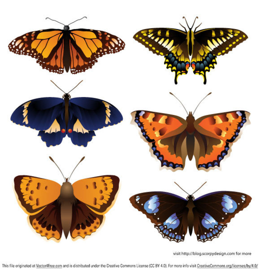 Butterfly Vector