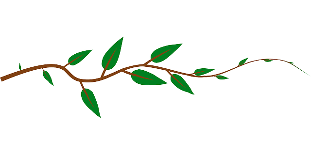 free vine clipart