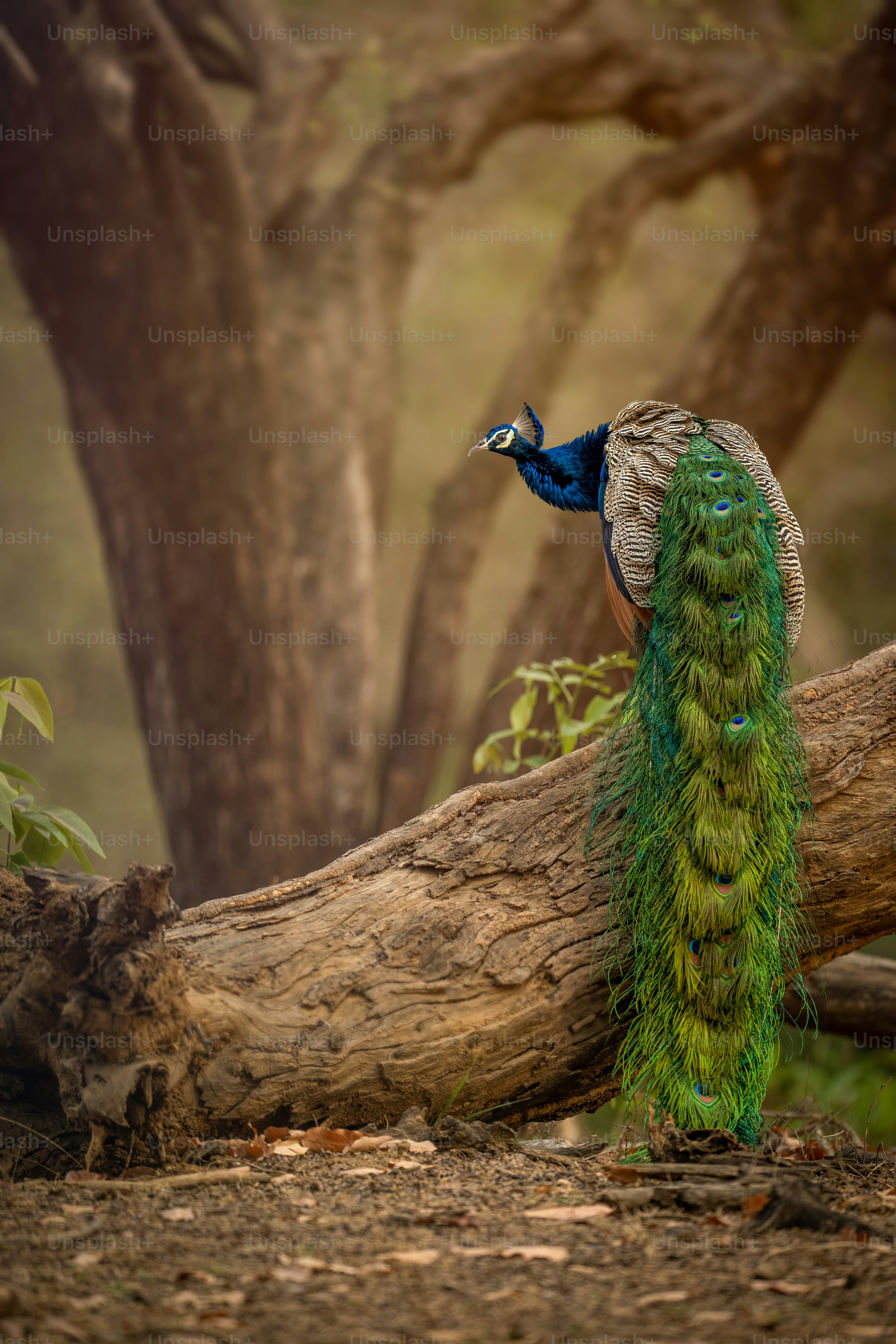 100+ Wildlife Pictures | Download Free Images on Unsplash