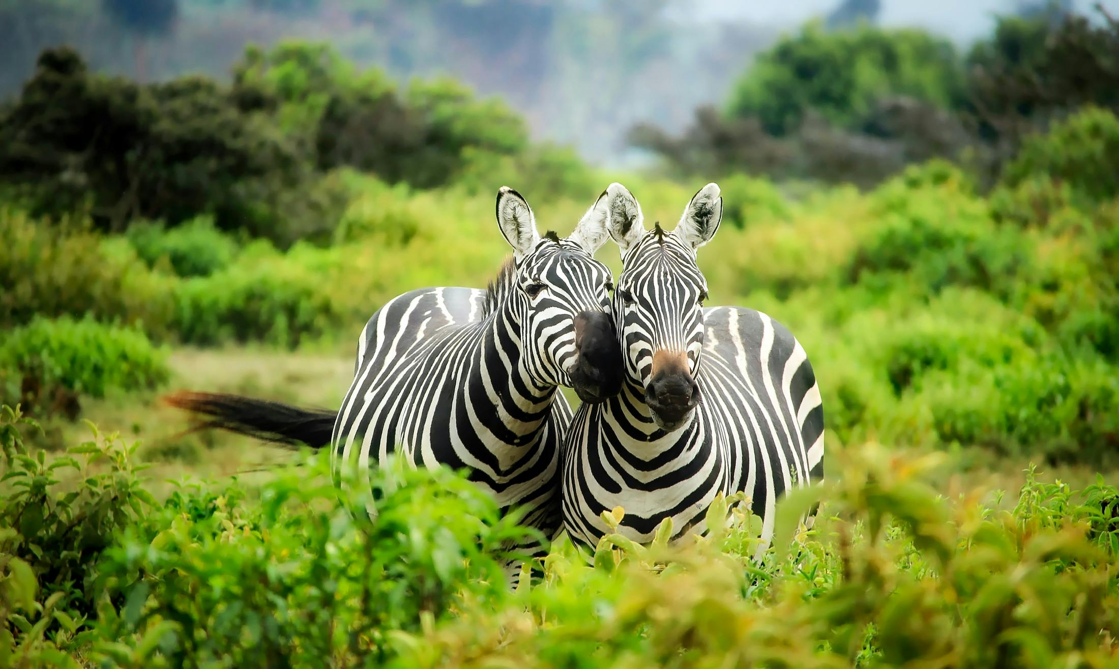 Wildlife Photos, Download The BEST Free Wildlife Stock Photos &amp; HD ...
